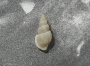 貝の標本 Fusiaphera macrospiratoides 24.1mm. 台湾