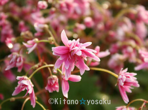 大文字草・桃白波（モモシラナミ）◇ユキノシタ科　３寸（9.0cm）ポリポット栽培　◇開花時期：９月～