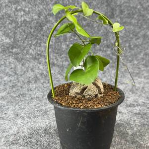 【鉢ごと発送】アフリカ型 亀甲竜 / Dioscorea elephantipes / 3号鉢 / 塊根・多肉植物【現品】 24-10-3-01