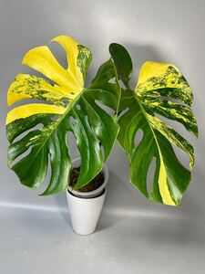 「05」モンステラデリシオーサ イエローマリリン　Monstera Deliciosa Yellow Marilyn