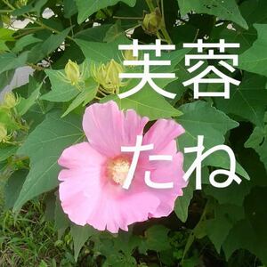 芙蓉　ピンク　種　200粒