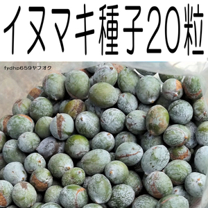 送料無料ネ「 槇の木 イヌマキ 種 20粒 」タネ マキ 犬槇 いぬまき 国産 無農薬 無選別 種 実 盆栽 愛知県 アクセサリー 魔除け 虫除け