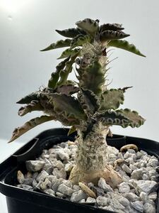 ユーフォルビア トゥレアレンシス Euphorbia tulearensis 実生株 多肉植物 塊根あり 希少種 マダガスカル原産