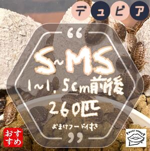 S~MS260匹 1~1.5cm前後 デュビア 【まとめて取引注文にて増量中】