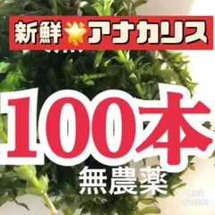 天然　アナカリス　100本　無農薬