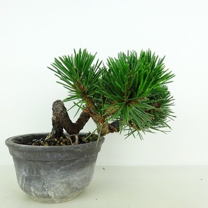 盆栽 松 黒松 寿寸松 樹高 約9cm くろまつ Pinus thunbergii クロマツ 寸松 マツ科 常緑針葉樹 観賞用 小品 現品