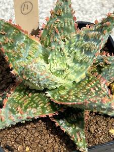 Aloe hybrid 11 アロエ ハイブリッド 実生 多肉植物 