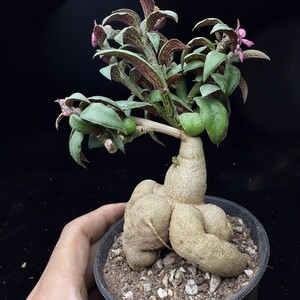 262B 特選 Euphorbia neorubella 人参大戟 塊根植物