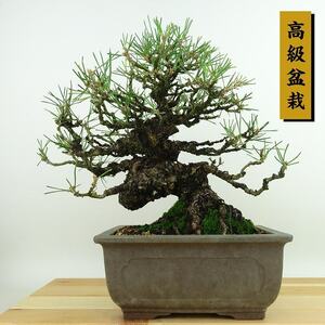 盆栽 松 黒松 樹高 約23cm くろまつ 高級盆栽 Pinus thunbergii クロマツ マツ科 常緑針葉樹 観賞用 現品