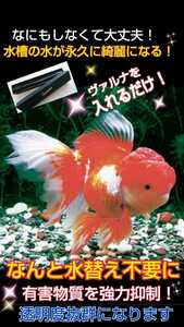 水替え不要になります☆楽チン飼育【ヴァルナミニ8センチ】有害物質を強力抑制！病原菌や感染症を防ぎ透明度が抜群に！水槽に入れるだけ