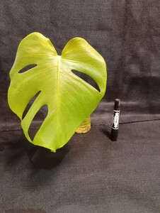 a52 モンステラ 斑入り 発根済み ライトグリーン ホワイトモンスター デリシオーサ variegata 白斑 Monstera deliciosa 売り切り