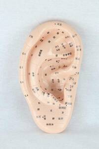 ☆格安　人体模型 耳 耳つぼ模型 反射区模型 耳模型23cm ジュエリー教材