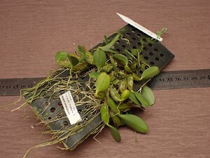 Dendrobium jenkinsii デンドロビウム・ジェンキンシー 751●ラン苗