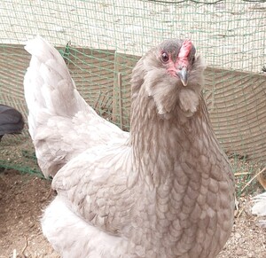 かわいいアローカナの美味しい有精卵１０個 　食品　放し飼い