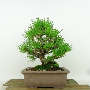 盆栽 松 黒松 樹高 約20cm くろまつ Pinus thunbergii クロマツ マツ科 常緑針葉樹 観賞用 小品 現品