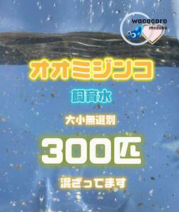 即決555円!! ☆ オオミジンコ飼育水300匹混ざってしまってます☆生クロレラ水付☆タマミジンコより培養簡単♪