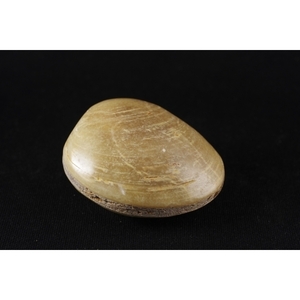 二枚貝化石　１１４ｇ　/shell-10