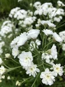 花種　アキレアダブルダイヤモンド　宿根草　花殻約5個　北海道より