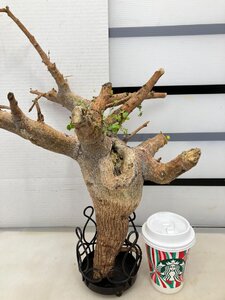 9142 「塊根植物」コミフォラ サクシコラ 抜き苗【11/22最新到着・コンミフォラ・Commiphora saxicola・多肉植物・葉落ちします】