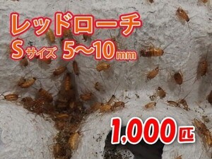 レッドローチ S サイズ 5～10mm 1000匹 紙袋配送 生餌 爬虫類 両生類 肉食熱帯魚 生体 アクアリウム エサ 活餌 [3072:gopwx2]