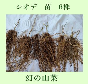 シオデ　苗　6株　幻の山菜