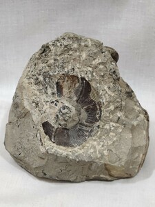 アンモナイト化石　産地不明　重さ約1020g　アンティーク