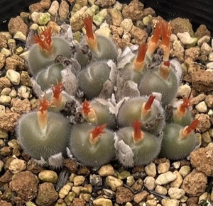 コノフィツム　Conophytum stephanii ssp.helmutii SB1120 Eenrier ①