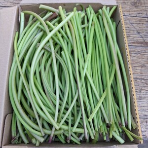 長野県産　さつまいも茎　約700g　箱込み さつまいも茎