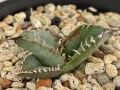 Agave sierra mixteca SP アガべ シエラ 強棘微ブツタイプ