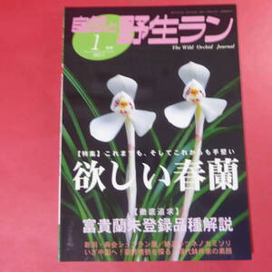 YN4-241219☆自然と野生ラン ◆ 2011年1月号　春蘭　富貴蘭　キツネノカミソリ　ミヤマムギラン