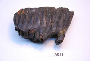 マンモスの歯の化石＊＊＊＊a011-420　ベルギーで入手　産地不明マンモスの歯の化石 ベルギーで入手 今まで見た中でかなり黒っぽいです