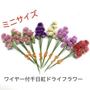 ミニサイズ ワイヤー付千日紅ドライフラワー 80本[14]