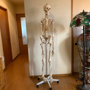 全身骨格模型 人体模型 骨格標本 身長 約180cm