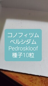 コノフィツム　ペルシダム, Pedroskloof 種子10粒