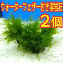 2個 ウォーターフェザー 黒 溶岩石 無農薬 メダカ グッピー 水槽 レイアウト