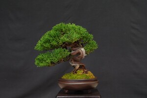 小品盆栽【糸魚川真柏】 樹高 15cm