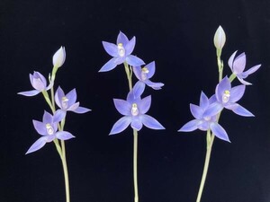 【球根】テリミトラ ヌダ (Thelymitra nuda)