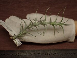 Tillandsia albida Minor チランジア・アルビダ ミノール 523★エアプランツEP