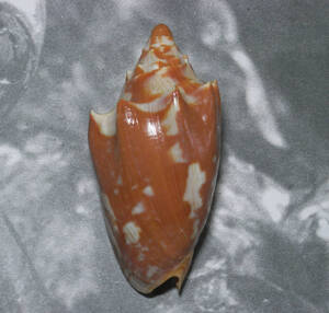 貝の標本 Cymbiola aulica 105.3mm