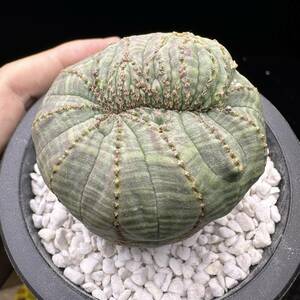 568E ユーフォルビア オベサブロウ Euphorbia obesa 綴化 希少