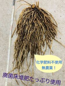 アスパラガス苗 400g以上大株