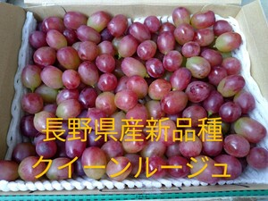 信州産ブドウ　クイーンルージュ　９００ｇ　粒売　長野県限定品種　希少品種