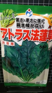 ３袋セット アトラス ほうれん草 法蓮草 ホウレンソウ 種 郵便は 送料無料 徳用 70ml