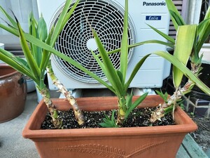 お買い得　発根済み　耐寒性　ユッカ エレファンティペス 挿し木　4本セット　青年の木　Yucca elephantipes　子株多数　曲がりユッカ