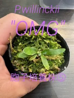 P.willinckii "OMG" 胞子培養株⓹