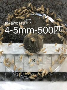 4~5㎜500匹＋30% 死着補償有　ヨーロッパイエコオロギ●フタホシコオロギ より丈夫で管理しやすく 臭い少なめ。