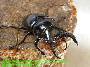 PLANET OF BEETLE3/26南西Ediki Mbonge産天然レギウス♂55mm♀45mmペア