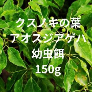 クスノキの葉　樟　アオスジアゲハの食草　150グラム