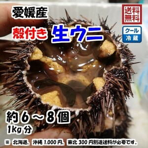 生ウニ 殻付き （6～8個 1kg） 愛媛 天然 紫ウニ 赤ウニ 期間限定 8月上旬~10月末 素潜り海士 送料無料 北海道/沖縄/東北は別途送料