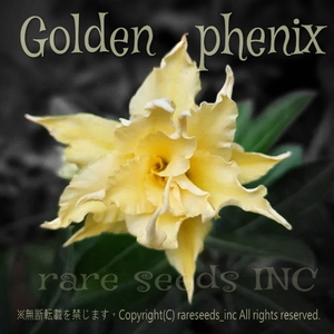 ■激レア！傑作八重咲フレア！アデニウム ゴールデンフェニックス 新鮮種子 3粒　Adenium Golden phenix 金の不死鳥　 γ 　θ **ц**　②